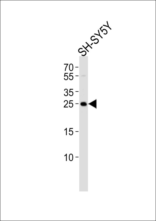 REG3G Antibody - Western blot of lysate from SH-SY5Y cell line, using REG3G Antibody. Antibody was diluted at 1:1000. A goat anti-rabbit IgG H&L (HRP) at 1:5000 dilution was used as the secondary antibody. Lysate at 35ug.