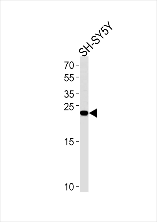 REG3G Antibody - REG3G Antibody western blot of SH-SY5Y cell line lysates (35 ug/lane). The REG3G antibody detected the REG3G protein (arrow).