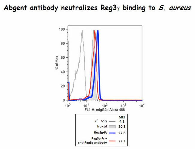 REG3G Antibody - Reg3g binds to Staphylococcus aureus and the antibody did block some of this binding(Kindly offered by Dr. Choi).