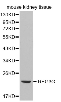 REG3G Antibody - Western blot analysis of extracts of mouse kidney tissue.