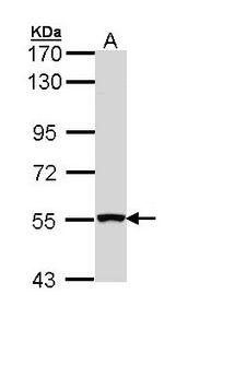 REL / C-Rel Antibody - Sample (30 ug of whole cell lysate). A: Hep G2. 7.5% SDS PAGE. REL antibody diluted at 1:1000. 