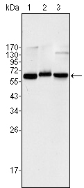 RELA / NFKB p65 Antibody - Western blot using NF-?B p65 mouse monoclonal antibody against Jurkat (1), K562 (2) and NIH/3T3 (3) cell lysate.
