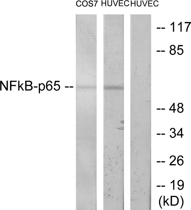 RELA / NFKB p65 Antibody - Western blot analysis of lysates from COS7 and HUVEC cells, treated with TNF-Î±, using NF-kappaB p65 Antibody. The lane on the right is blocked with the synthesized peptide.