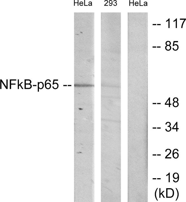 RELA / NFKB p65 Antibody - Western blot analysis of lysates from HeLa and 293 cells, using NF-kappaB p65 Antibody. The lane on the right is blocked with the synthesized peptide.