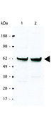 RELA / NFKB p65 Antibody - Anti-NFkb p 65 Rel A Antibody - Western Blot. Western blot of HeLa cell extract. A predominant band ~65 kD (arrowhead) corresponding to NFkb p65 Rel A is observed. All incubations except color development were performed using TBS supplemented with 0.1% Tween-20 at room temperature. The membrane was blocked in 5% dry milk for 2 h. After washing, a 1:5000 dilution of the primary antibody was added to the membrane and incubated for 2 h. Washes with buffer were performed 4 times for 5 each. The western blot was incubated with secondary antibody (HRP Goat-a-Rabbit IgG [H&L]) diluted 1:2000 for 1 h. Washes with TBS preceded color development.