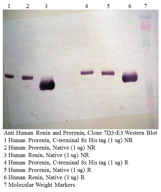 REN / Renin 1 Antibody