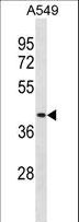 Renal Dipeptidase / DPEP1 Antibody - DPEP1 Antibody western blot of A549 cell line lysates (35 ug/lane). The DPEP1 antibody detected the DPEP1 protein (arrow).