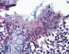 Renal Dipeptidase / DPEP1 Antibody - Anti-DPEP1 antibody IHC of human colon. Immunohistochemistry of formalin-fixed, paraffin-embedded tissue after heat-induced antigen retrieval.