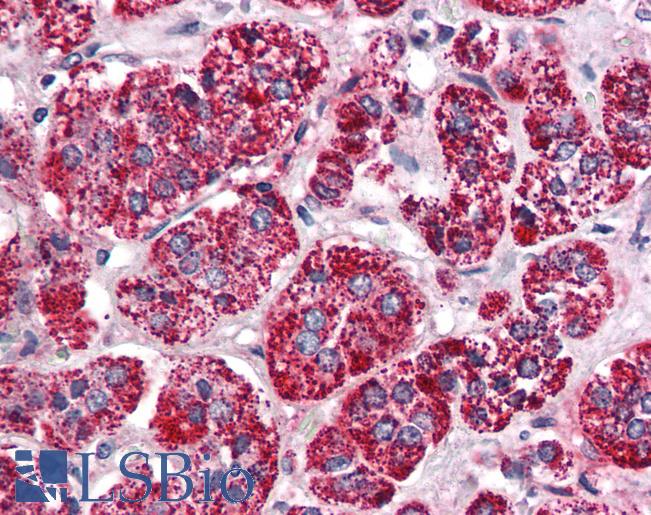 Renal Dipeptidase / DPEP1 Antibody - Anti-DPEP1 antibody IHC of human adrenal. Immunohistochemistry of formalin-fixed, paraffin-embedded tissue after heat-induced antigen retrieval.