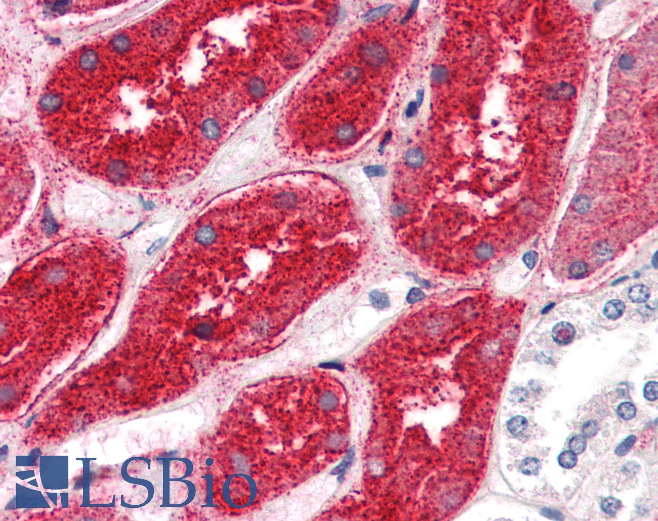 Renal Dipeptidase / DPEP1 Antibody - Anti-DPEP1 antibody IHC of human kidney. Immunohistochemistry of formalin-fixed, paraffin-embedded tissue after heat-induced antigen retrieval.