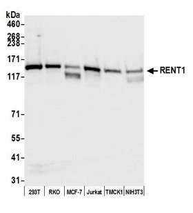 RENT1 / UPF1 Antibody - Detection of human RENT1 by western blot. Samples: Whole cell lysate (50 µg) from HEK293T, RKO, MCF-7, Jurkat, TMCK-1, and NIH 3T3 cells prepared using NETN lysis buffer. Antibody: Rabbit anti-RENT1 antibody (lot 4) used at 0.04 µg/ml. Detection: Chemiluminescence with an exposure time of 3 seconds.