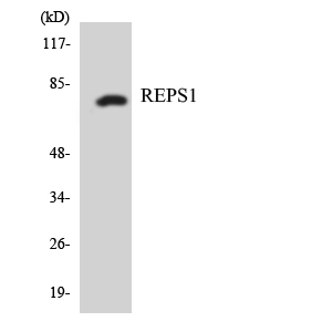 REPS1 Antibody - Western blot analysis of the lysates from K562 cells using REPS1 antibody.