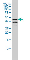 Requiem / DPF2 Antibody - DPF2 monoclonal antibody clone 2F6 Western blot of DPF2 expression in LNCaP.