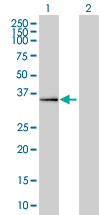 Requiem / DPF2 Antibody - Western blot of DPF2 expression in transfected 293T cell line by DPF2 monoclonal antibody clone 2F6.