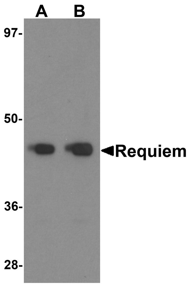 Requiem / DPF2 Antibody - Western blot analysis of Requiem in mouse kidney tissue lysate with Requiem antibody at 1 ug/ml.