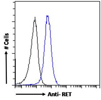 RET Antibody - Flow cytometric analysis of paraformaldehyde fixed Kelly cells (blue line), permeabilized with 0.5% Triton. Primary incubation overnight (10ug/ml) followed by Alexa Fluor 488 secondary antibody (1ug/ml). IgG control: Unimmunized goat IgG (black line) followed by Alexa Fluor 488 secondary antibody.