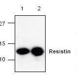 RETN / Resistin Antibody - Western blot of Resistin antibody.