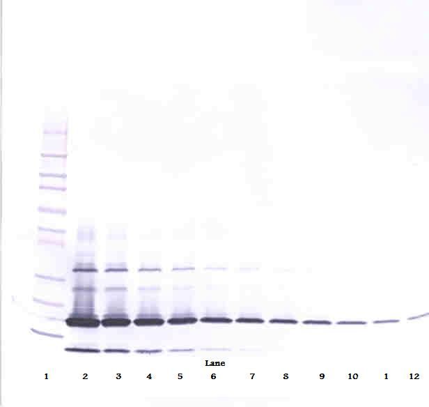 RETN / Resistin Antibody - Western Blot (non-reducing) of Resistin antibody