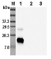 RETNLB / RELM-Beta Antibody - Western blot analysis using anti-RELM-beta (human), pAb at 1:5000 dilution. 1: Human RELM-beta. 2: Human Resistin. 3: Human Adiponectin.  This image was taken for the unconjugated form of this product. Other forms have not been tested.