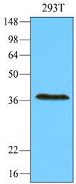 REXO1 / REX1 Antibody - Cell lysates of 293T (30 ug) were resolved by SDS-PAGE, transferred to NC membrane and probed with anti-human REXO1 (1:1000). Proteins were visualized using a goat anti-mouse secondary antibody conjugated to HRP and an ECL detection system.