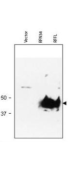 RFFL Antibody - Anti-RFFL Antibody - Western Blot. Western blot of Protein A Purified anti-RFFL antibody shows detection of RFFL (arrowhead) in lysate. Lanes correspond to empty vector 293T cell lysate (mock, left); RNF34 transfected lysate (middle) and RFFL transfected lysate (right), are shown using 20 ul of lysate per lane. Lysates were prepared from equivalent numbers of cells. Data presented demonstrate that this reagent is specific for RFFL. After SDS-PAGE and transfer, the membrane was probed with the primary antibody diluted to 1:1000 using 5% BLOTTO, 0.1% Tween-20 in PBS as the diluent. Incubation occurred for 1 h at room temperature. Personal Communication, Srinivasa Srinivasula, CCR-NCI, Bethesda, MD.