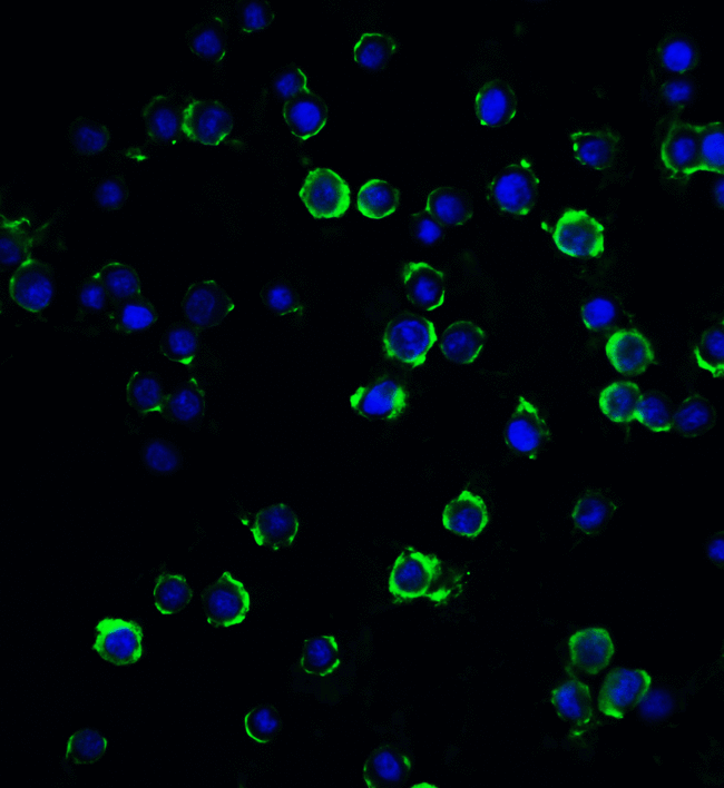 RFX / RFX1 Antibody - Immunofluorescence of RFX1 in Hela cells with RFX1 antibody at 20 ug/mL.  Green: RFX1 Antibody  Blue: DAPI staining