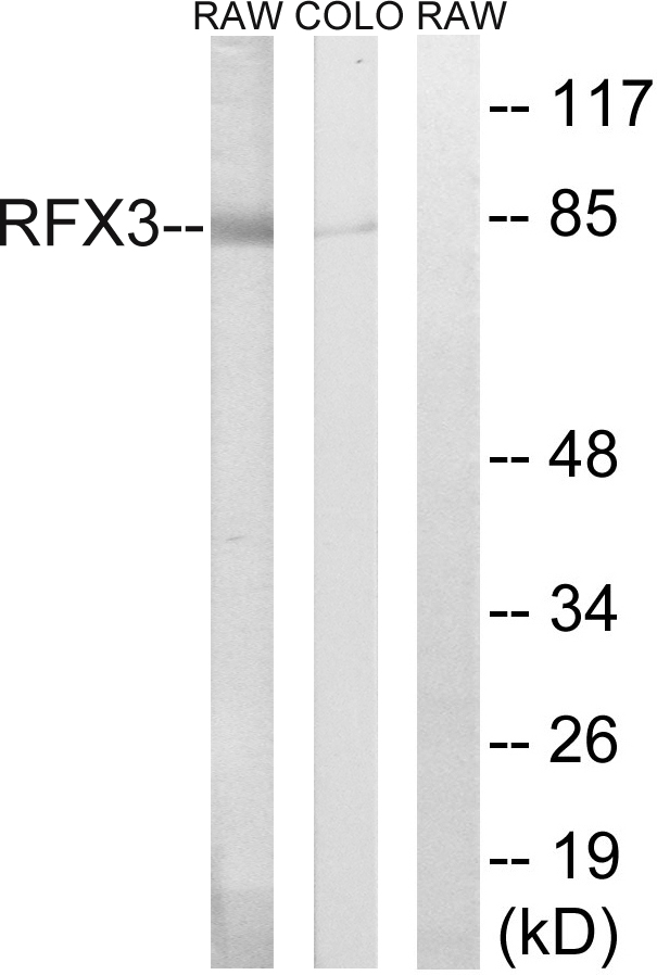 RFX3 Antibody - Western blot analysis of lysates from COLO and RAW264.7 cells, using RFX3 Antibody. The lane on the right is blocked with the synthesized peptide.