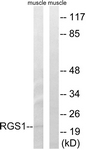 RGS1 Antibody - Western blot of extracts from mouse muscle cells, using RGS1 Antibody. The lane on the right is treated with the synthesized peptide.