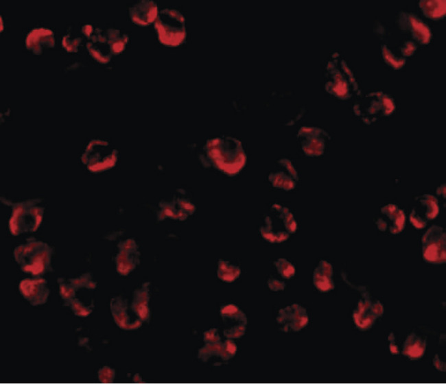 RGS21 Antibody - Immunofluorescence of RGS21 in HepG2 cells with RGS21 antibody at 20 ug/ml.