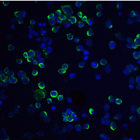 RGS21 Antibody - Immunofluorescence of RGS21 in HepG2 cells with RGS21 antibody at 20 µg/mL.