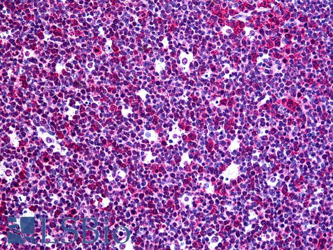 RGS3 Antibody - Anti-RGS3 antibody IHC of human tonsil. Immunohistochemistry of formalin-fixed, paraffin-embedded tissue after heat-induced antigen retrieval. Antibody concentration 5 ug/ml.