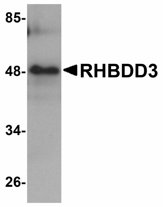 RHBDD3 Antibody - Western blot of RHBDD3 in rat lung tissue lysate with RHBDD3 antibody at 1 ug/ml.