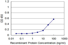 RHOA Antibody - Detection limit for recombinant GST tagged RHOA is approximately 10 ng/ml as a capture antibody.