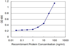 RHOA Antibody - Detection limit for recombinant GST tagged RHOA is 3 ng/ml as a capture antibody.