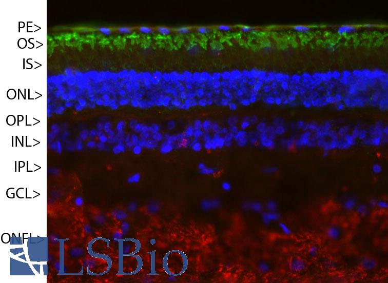 Rhodopsin / RHO Antibody - Pig retinal section stained with Rhodopsin / RHO antibody (green) and counterstained with rabbit polyclonal antibody to neurofilament RPCA-NF-M (red) and DNA (blue). Rhodopsin is most abundant in the outer segments of retina (OS), NF-M is abundant in the optic nerve fiber layer (ONFL), but seen in processes and neurons in other regions also. Other layers are pigmented epithelium (PE), outer and inner nuclear layers (ONL, INL), outer and inner plexiform layers (OPL, IPL) and ganglion cell layer (GCL).