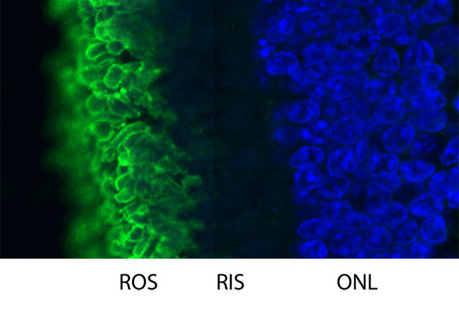 Rhodopsin / RHO Antibody - High magnification confocal image of pig retinal section stained with Rhodopsin / RHO antibody (Green). Rhodopsin is most abundant in the rod outer segments (ROS) of retina, clearly localized in rod membranes. The rod inner segments (RIS) and rod nuclei in the outer nuclear layer (ONL) are also seen in this image. Nuclear DNA was stained with DAPI (blue).