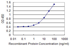 RHOE / RND3 Antibody - Detection limit for recombinant GST tagged RND3 is 0.3 ng/ml as a capture antibody.