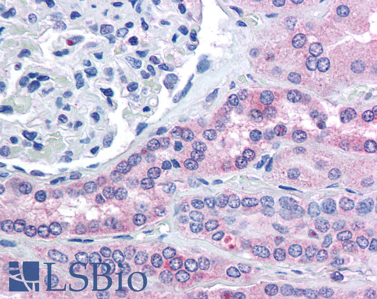 RHPN2 Antibody - Anti-RHPN2 antibody IHC of human kidney. Immunohistochemistry of formalin-fixed, paraffin-embedded tissue after heat-induced antigen retrieval. Antibody concentration 5 ug/ml.