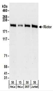 RICTOR Antibody - Detection of Human Rictor by Western Blot. Samples: Whole cell lysate from HeLa (15 and 50 ug), 293T (50 ug), and Jurkat (50 ug) cells. Antibodies: Affinity purified rabbit anti-Rictor antibody used for WB at 0.1 ug/ml. Detection: Chemiluminescence with an exposure time of 30 seconds.