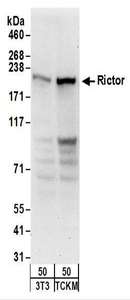 RICTOR Antibody - Detection of Mouse Rictor by Western Blot. Samples: Whole cell lysate from NIH3T3 (50 ug) and TCKM (50 ug) cells. Antibodies: Affinity purified rabbit anti-Rictor antibody used for WB at 0.1 ug/ml. Detection: Chemiluminescence with an exposure time of 30 seconds.
