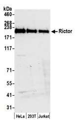 RICTOR Antibody - Detection of human Rictor by western blot. Samples: Whole cell lysate (50 µg) from HeLa, HEK293T, and Jurkat cells prepared using NETN lysis buffer. Antibody: Affinity purified rabbit anti-Rictor antibody used for WB at 0.1 µg/ml. Detection: Chemiluminescence with an exposure time of 30 seconds.