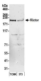 RICTOR Antibody - Detection of mouse Rictor by western blot. Samples: Whole cell lysate (50 µg) from TCMK-1 and NIH 3T3 cells prepared using NETN lysis buffer. Antibody: Affinity purified rabbit anti-Rictor antibody used for WB at 0.1 µg/ml. Detection: Chemiluminescence with an exposure time of 3 minutes.