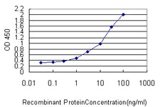 RICTOR Antibody - Detection limit for recombinant GST tagged RICTOR is approximately 0.03 ng/ml as a capture antibody.