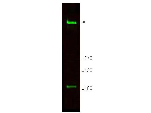 RIF1 Antibody - Anti-Rif1 Antibody - Western Blot. Western blot of Affinity Purified anti-Rif1 antibody shows detection of a band ~265 kD corresponding to mouse Rif1 (arrowhead). Specific reactivity with this band is blocked when the antibody is pre-incubated with the immunizing peptide (data not shown). Approximately 25 ug of MEF whole cell lysate was separated by SDS-PAGE and transferred onto nitrocellulose. After blocking the membrane was probed with the primary antibody diluted to 1.0 ug/ml for 2 h at room temperature followed by washes and reaction with a 1:10000 dilution of IRDye800 conjugated Gt-a-Rabbit IgG [H&L] MX ( for 45 min at room temperature. IRDye800 fluorescence image was captured using the Odyssey Infrared Imaging System developed by LI-COR. IRDye is a trademark of LI-COR, Inc. Other detection systems will yield similar results.