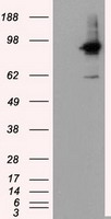 RIP1 / RALBP1 Antibody - HEK293T cells were transfected with the pCMV6-ENTRY control (Left lane) or pCMV6-ENTRY RALBP1 (Right lane) cDNA for 48 hrs and lysed. Equivalent amounts of cell lysates (5 ug per lane) were separated by SDS-PAGE and immunoblotted with anti-RALBP1.