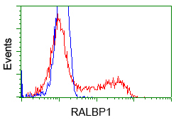 RIP1 / RALBP1 Antibody - HEK293T cells transfected with either pCMV6-ENTRY RALBP1 (Red) or empty vector control plasmid (Blue) were immunostained with anti-RALBP1 mouse monoclonal, and then analyzed by flow cytometry.