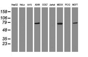 RIPK1 / RIP Antibody - Western blot of extracts (35 ug) from 9 different cell lines by using anti-RIPK1 monoclonal antibody (HepG2: human; HeLa: human; SVT2: mouse; A549: human; COS7: monkey; Jurkat: human; MDCK: canine; PC12: rat; MCF7: human).