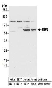 RIPK3 / RIP3 Antibody - Detection of Human RIP3 by Western Blot. Samples: Whole cell lysate (50 ug) prepared using NETN or RIPA buffer from HeLa, 293T, and Jurkat cells. Antibodies: Affinity purified rabbit anti-RIP3 antibody used for WB at 0.4 ug/ml. Detection: Chemiluminescence with an exposure time of 30 seconds.