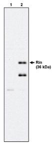 RIT2 / RIN Antibody - Western blot of Rin antibody on 293 cells expressing HA-tagged Rit (1) and HA-tagged Rin (2).