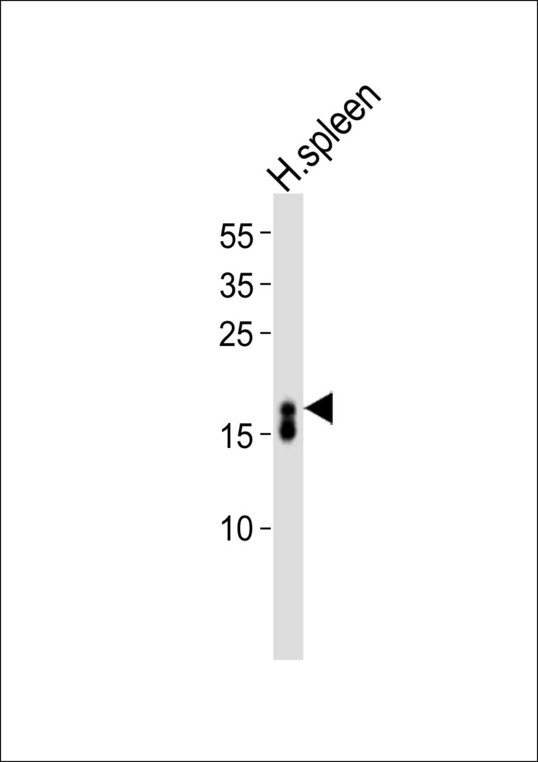 RNASE3 Antibody - Western blot of lysate from human spleen tissue lysate, using RNASE3 Antibody. Antibody was diluted at 1:1000. A goat anti-rabbit IgG H&L (HRP) at 1:10000 dilution was used as the secondary antibody. Lysate at 35ug.